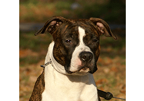 Ch. Great Amstaff's Good as Diamond