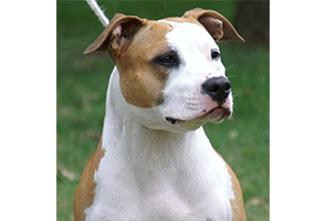 Carmichael's Victoria's Secret