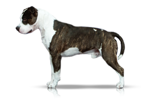 Ducipal T-Bone of Carmichaels