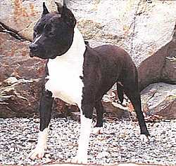 Ch. Royal Courts White Rock Double Take