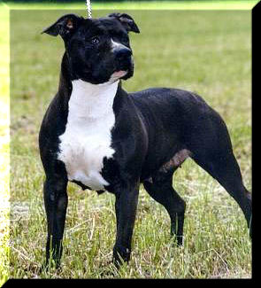 Ch. Chasqui Dynamite Dust