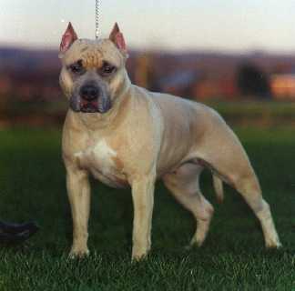 Ch. Blueberry Rebels Uptown Girl